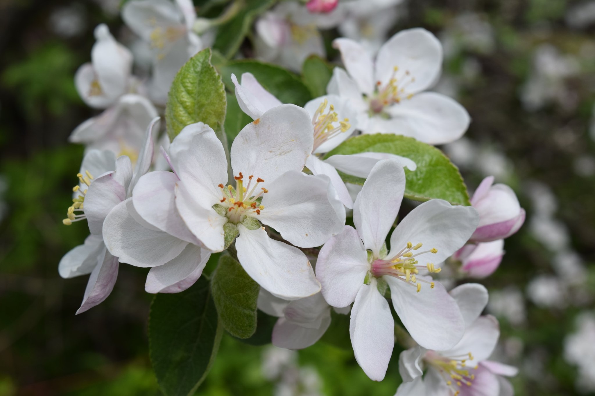 Fleurs d'un pommier dans le cimetière du village